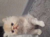 Персидские котята, фотография 5