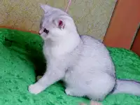 Британские котята, фотография 4