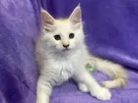 Котенок породы мейн-кун