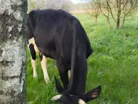 Крупно рогатый скот, фотография 2