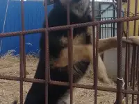 Нашлась собака, фотография 5