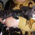Котята в самые любящие руки, фотография 5