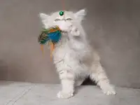 Курильский бобтейл, фотография 3
