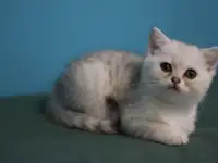 Шотландские котята, фотография 6
