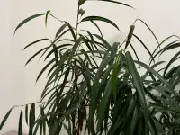 Фикусы Али, фотография 3