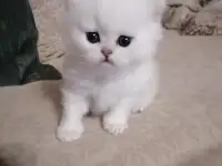 Продажа шотландского котенка, фотография 2