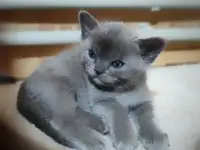 Котята европейской бурмы, фотография 7