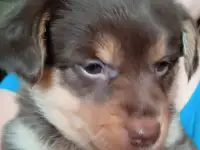 Щенки Бесплатно, фотография 2
