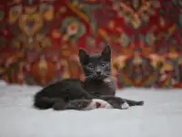 Нежный котенок Масик ищет дом!, фотография 11