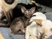 Ориентальные котята, фотография 6
