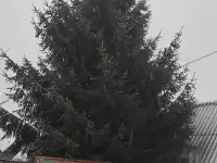 Ель живая, фотография 2