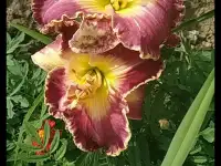 Многолетние цветы, фотография 3