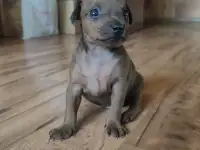 Щенки цвергпинчера
