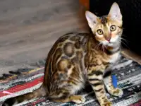 Лучшие бенгальские котята, фотография 10