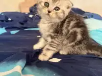 Шотландские котята, фотография 3