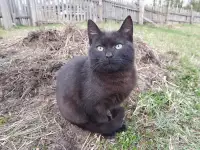Котики очень срочно ищут дом, фотография 6