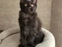 Котятa Мейн Куны из серцифицированного питомника, фотография 4