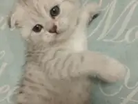 Шотландские котята, фотография 4