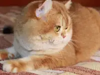 Племенной кот., фотография 5