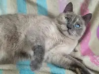 Союшка. Кошка Соя. Привита, кастрирована, фотография 4