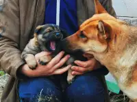 отдам злого щеночка в добрые руки