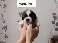 Продаются щенки ши тцу, фотография 3