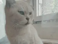 Шотландская кошечка