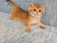 Шотландские котята, золотая шиншилла, фотография 8