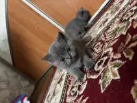 Котята шотландские, фотография 7
