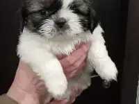 Продаются щенки шит-цу. Три девочки и один мальчик., фотография 5