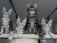 Котята мейн кун!, фотография 3
