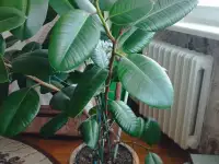 Фикус, фотография 2