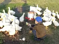 Молодые гуси живым весом