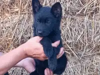 Немецкой овчарки щенки, фотография 2