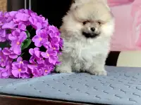 Померанский шпиц, щенки. Мини мишки, фотография 3