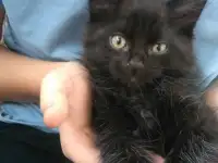 КОТЕНОК В ДАР