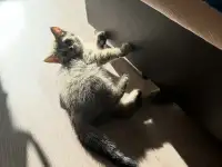 Шотландские котята, фотография 2