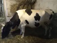 Две коровы