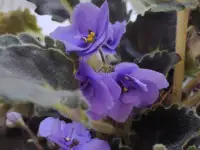 Цветущие фиалки, фотография 3