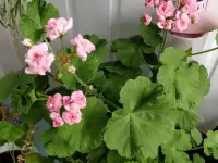 Розебудные цветущие герани Antique Rose - 15 и 22 рублей, фотография 3