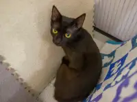 Черная кошечка котенок Фелиция в поисках семьи и дома!, фотография 9