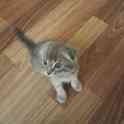 Продается котёнок, фотография 6