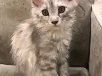 Котёнок мейн-кун (девочка), фотография 2