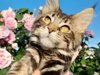 Мейн кун