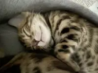 Котята бенгалы, фотография 8