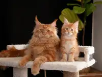мальчик породы Мейн-кун, фотография 1