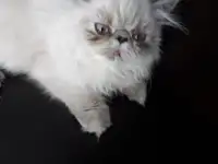 Персидские котята, фотография 3