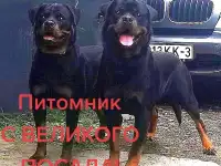 Ротвейлера щенки, фотография 2
