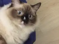 Котенок рэгдолл, фотография 4