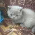 Продам британских котят, фотография 1